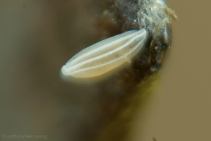 Celyphidae (non déterminé) 